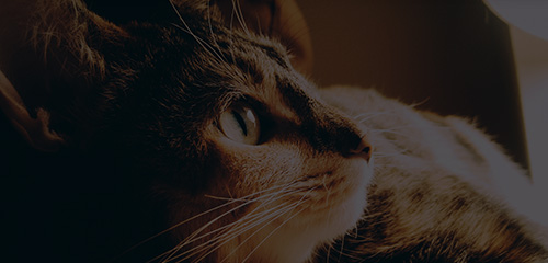 ɭ��������-׷�󿵽�,����һ������